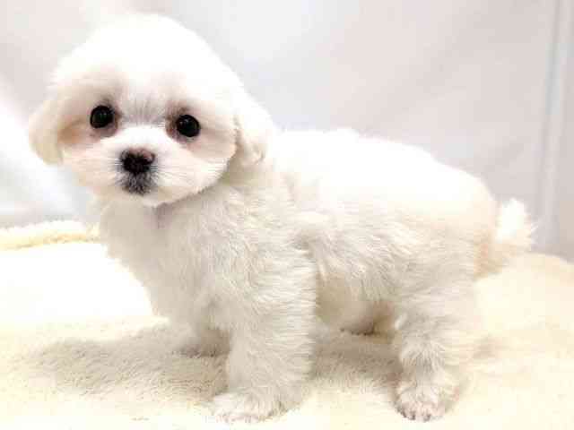 広島県のマルチーズ (ひごペットフレンドリーゆめタウン廿日市店/2026年2月8日生まれ/女の子/ホワイト)の子犬の3枚目の画像