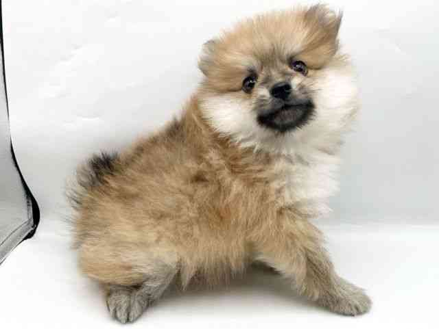 奈良県のポメラニアン (ひごペットフレンドリートナリエ大和高田店/2026年2月8日生まれ/男の子/オレンジ)の子犬の3枚目の画像