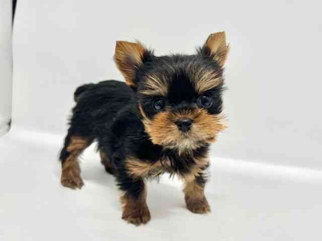 大阪府のヨークシャーテリア (ひごペットフレンドリーイオンタウン豊中庄内店/2026年2月6日生まれ/女の子/スチールブルータン)の子犬の3枚目の画像