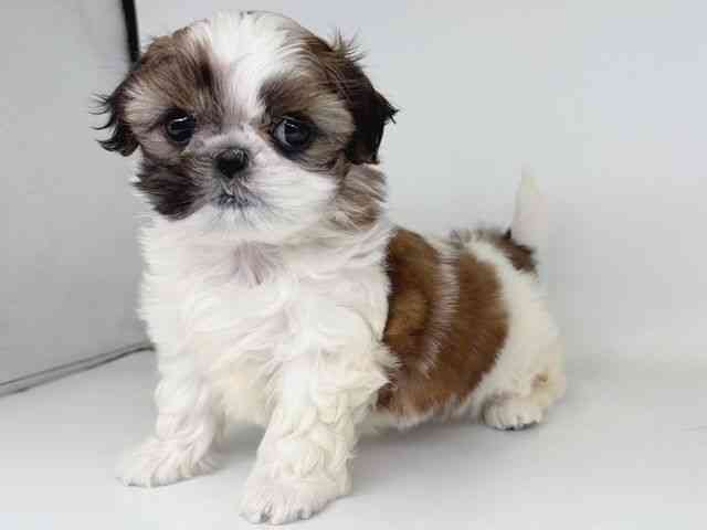 大阪府のシーズー (ひごペットフレンドリー瓜破店/2026年2月5日生まれ/女の子/ゴールドホワイト)の子犬の3枚目の画像