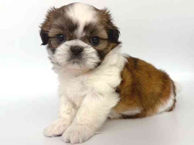 大阪府のシーズー (ひごペットフレンドリー岸和田店/2026年2月7日生まれ/男の子/ホワイトゴールド)の子犬の3枚目の画像