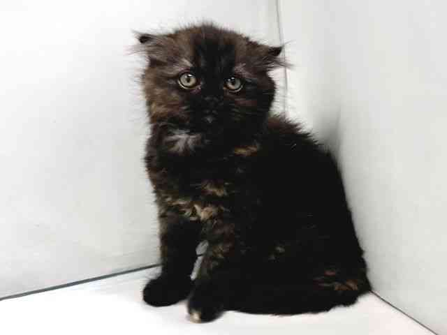 奈良県のスコティッシュフォールド (ひごペットフレンドリー奈良パワーシティ店/2026年2月6日生まれ/女の子/トーティー)の子猫の3枚目の画像