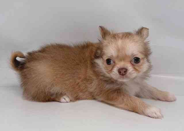 鳥取県のチワワ(ロング) (ひごペットフレンドリーイオンモール鳥取北店/2026年2月7日生まれ/男の子/チョコレートフォーン)の子犬の3枚目の画像