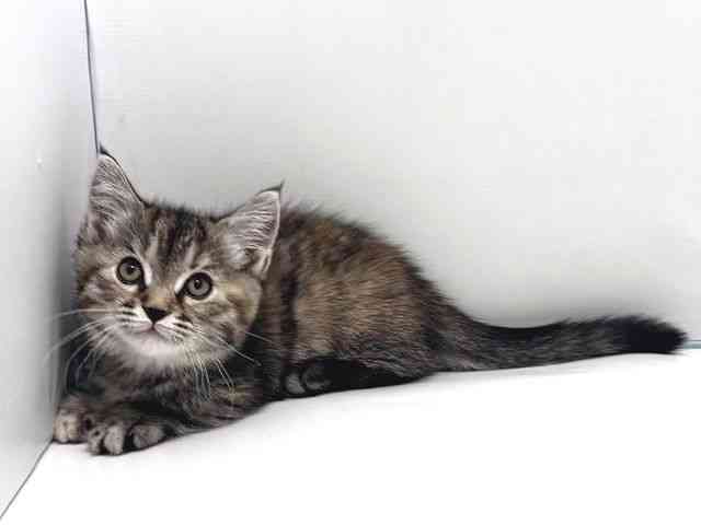 奈良県のミヌエット (ひごペットフレンドリー奈良パワーシティ店/2026年2月6日生まれ/女の子/ブラウンパッチドマッカレルタビーホワイト)の子猫の3枚目の画像