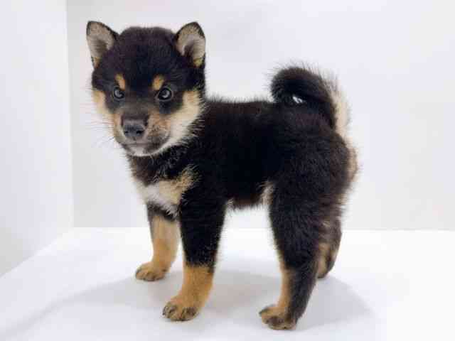 広島県の柴犬(標準サイズ) (ひごペットフレンドリーフジグラン神辺店/2026年2月8日生まれ/男の子/黒)の子犬の3枚目の画像