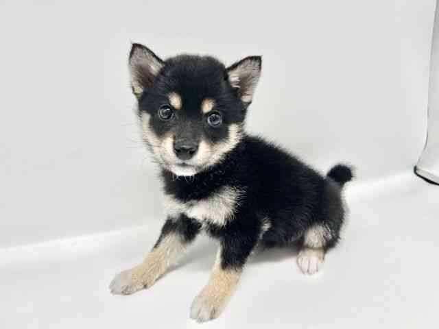 大阪府の柴犬(標準サイズ) (ひごペットフレンドリーイオンタウン豊中庄内店/2026年2月6日生まれ/男の子/黒)の子犬の3枚目の画像