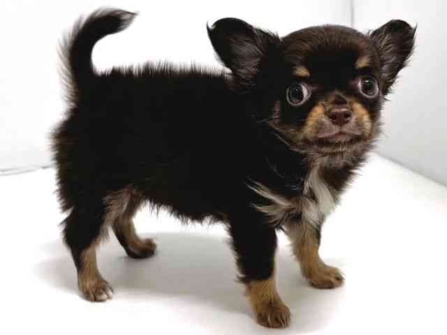 奈良県のチワワ(ロング) (ひごペットフレンドリー奈良パワーシティ店/2026年2月6日生まれ/女の子/チョコレートクリーム)の子犬の3枚目の画像