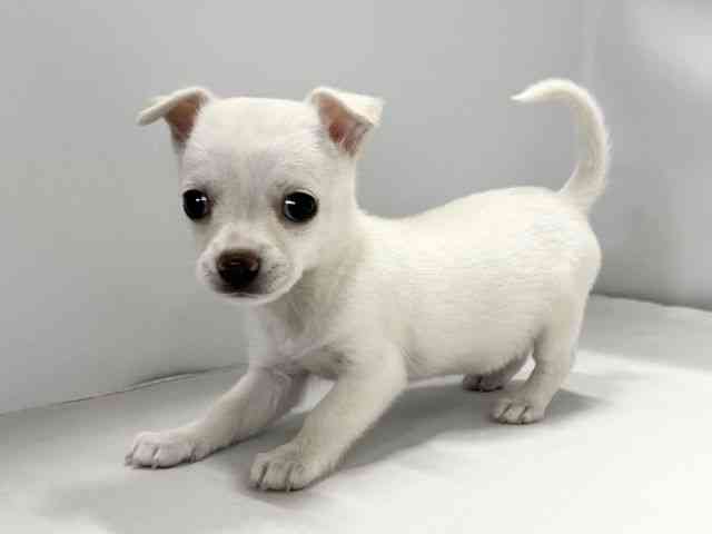 愛媛県のチワワ(スムース) (ひごペットフレンドリーイオンモール今治新都市店/2026年2月7日生まれ/女の子/ホワイト)の子犬の3枚目の画像