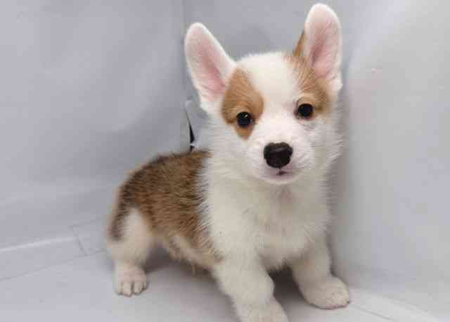 鳥取県のウェルシュコーギーペンブローク (ひごペットフレンドリーイオンモール鳥取北店/2026年2月7日生まれ/男の子/レッドホワイト)の子犬の3枚目の画像