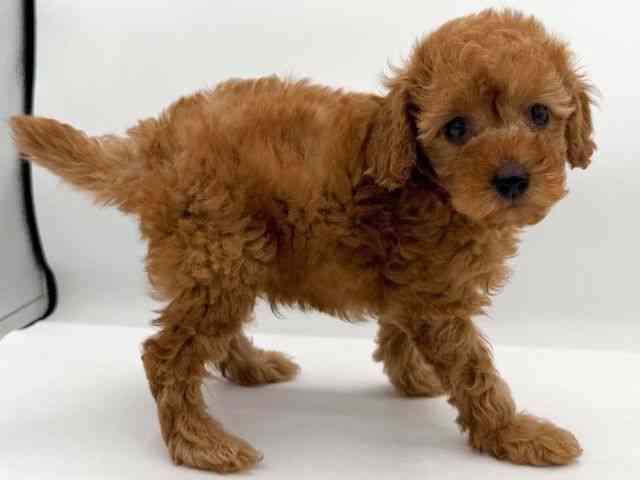 大阪府のトイプードル(トイ) (ひごペットフレンドリーイオンそよら海老江店/2026年2月7日生まれ/男の子/レッドフォーン)の子犬の3枚目の画像