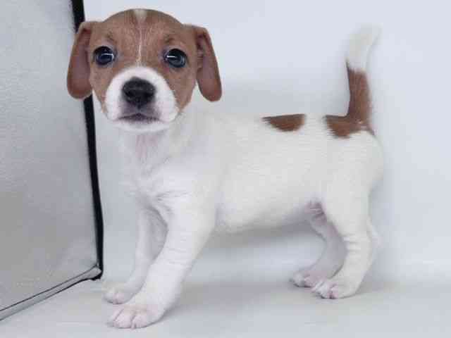 大阪府のジャックラッセルテリア (ひごペットフレンドリー瓜破店/2026年2月7日生まれ/女の子/ホワイトタン)の子犬の3枚目の画像