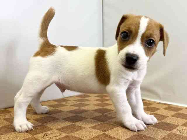 愛媛県のジャックラッセルテリア (ひごペットフレンドリーエミフルMASAKI店/2026年2月7日生まれ/男の子/ホワイトタン)の子犬の3枚目の画像