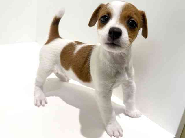 大阪府のジャックラッセルテリア (ひごペットフレンドリーイオン高槻店/2026年2月9日生まれ/男の子/ホワイトタン)の子犬の3枚目の画像