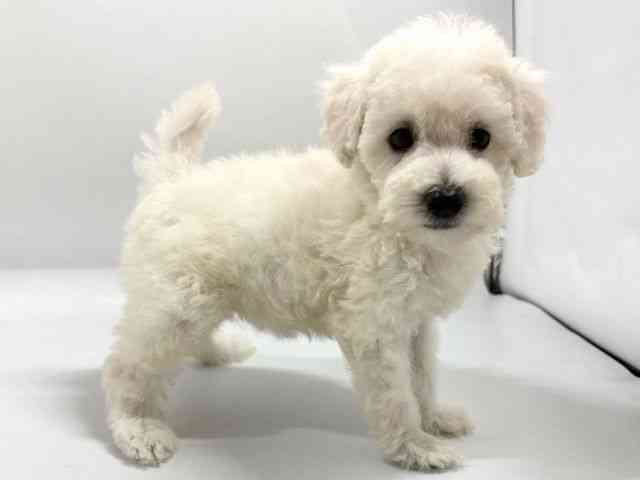 京都府のトイプードル(トイ) (ひごペットフレンドリー京都店/2026年2月7日生まれ/女の子/ホワイト)の子犬の3枚目の画像