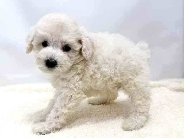 広島県のトイプードル(トイ) (ひごペットフレンドリーゆめタウン廿日市店/2026年2月7日生まれ/男の子/ホワイト)の子犬の3枚目の画像