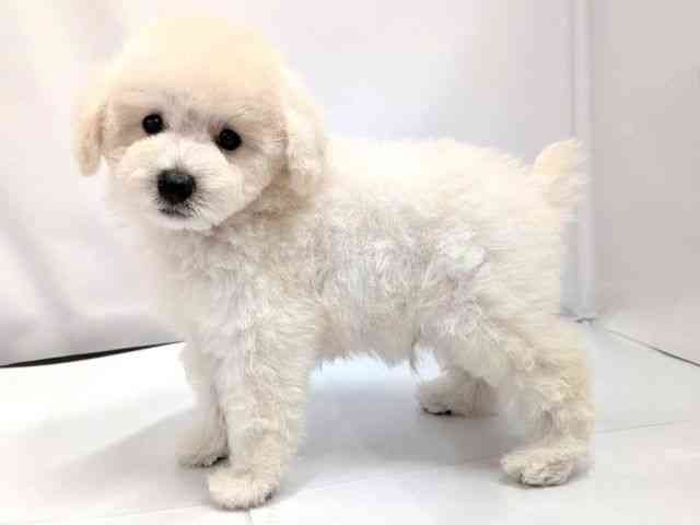 広島県のトイプードル(トイ) (ひごペットフレンドリーゆめタウン廿日市店/2026年2月7日生まれ/男の子/ホワイト)の子犬の3枚目の画像