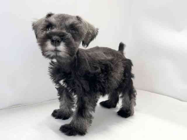 愛媛県のミニチュアシュナウザー (ひごペットフレンドリーイオンモール今治新都市店/2026年2月8日生まれ/女の子/ソルトペッパー)の子犬の3枚目の画像