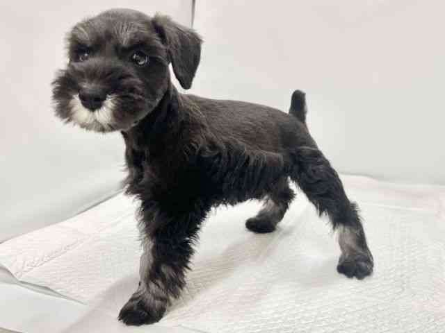 高知県のミニチュアシュナウザー (ひごペットフレンドリーイオンモール高知店/2026年2月7日生まれ/男の子/ブラックシルバー)の子犬の3枚目の画像