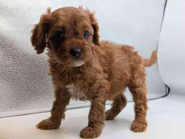 香川県のキャバプー(キャバリア×プードル) (ひごペットフレンドリーゆめタウン高松店/2026年2月9日生まれ/女の子/レッド)の子犬の3枚目の画像