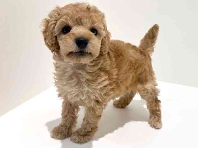 大阪府のトイプードル(トイ) (ひごペットフレンドリーイオン高槻店/2026年2月8日生まれ/女の子/オレンジフォーン)の子犬の3枚目の画像