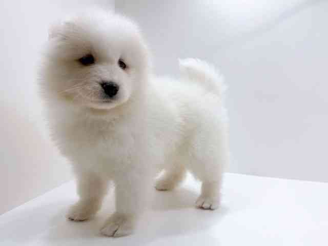 広島県のサモエド (ひごペットフレンドリーフジグラン神辺店/2026年2月8日生まれ/女の子/ホワイト)の子犬の3枚目の画像