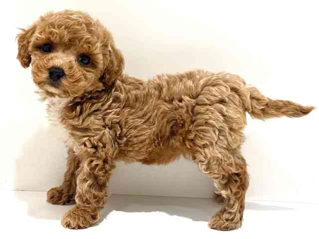 大阪府のトイプードル(トイ) (ひごペットフレンドリーイオン高槻店/2026年2月5日生まれ/女の子/アプリコット)の子犬の3枚目の画像