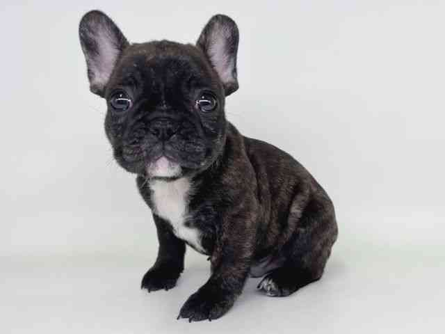 大阪府のフレンチブルドッグ (ひごペットフレンドリー瓜破店/2026年2月7日生まれ/男の子/ブリンドル)の子犬の3枚目の画像