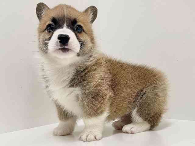 奈良県のウェルシュコーギーペンブローク (ひごペットフレンドリーイオンモール橿原ウエスト・ビレッジ店/2026年2月8日生まれ/男の子/レッドホワイト)の子犬の3枚目の画像