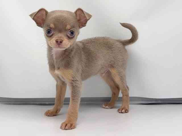 京都府のチワワ(スムース) (ひごペットフレンドリー洛北阪急スクエア店/2026年2月6日生まれ/男の子/イザベラタン)の子犬の3枚目の画像