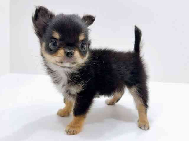 広島県のチワワ(ロング) (ひごペットフレンドリーフジグラン神辺店/2026年2月2日生まれ/女の子/ブラックタンホワイト)の子犬の3枚目の画像