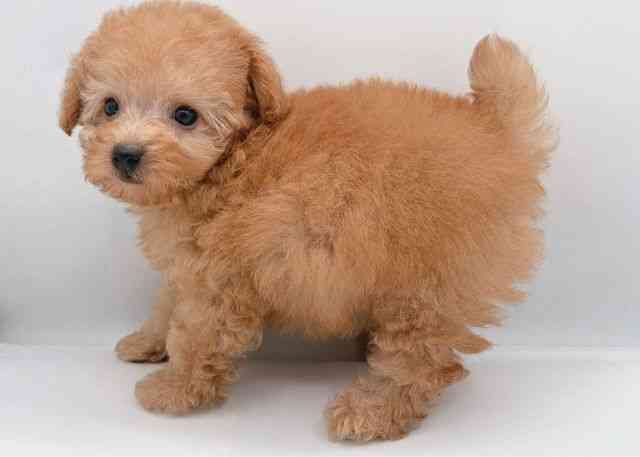 島根県のトイプードル(トイ) (ひごペットフレンドリーイオン松江ショッピングセンター店/2026年2月9日生まれ/男の子/オレンジフォーン)の子犬の3枚目の画像