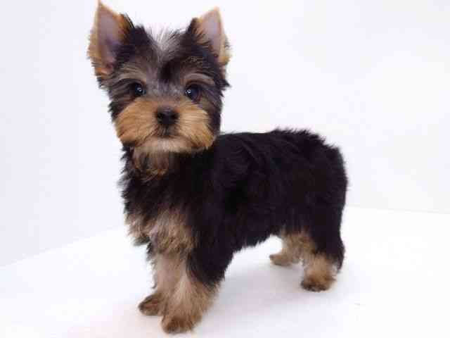 大阪府のヨークシャーテリア (ひごペットフレンドリーいこらもーる泉佐野店/2026年2月9日生まれ/男の子/スチールブルータン)の子犬の3枚目の画像