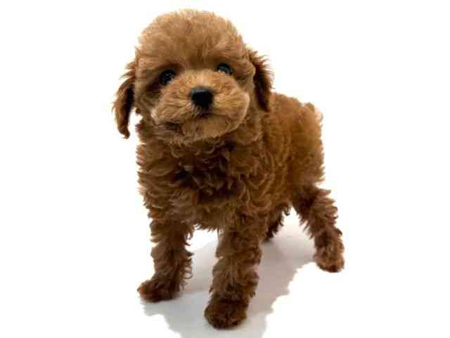 大阪府のトイプードル(トイ) (ひごペットフレンドリーイオン高槻店/2026年2月9日生まれ/男の子/レッド)の子犬の3枚目の画像