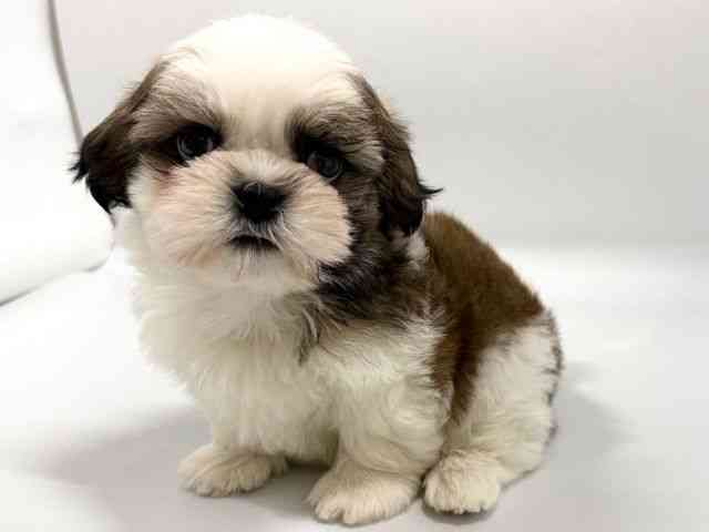 京都府のシーズー (ひごペットフレンドリー京都店/2026年2月9日生まれ/男の子/ゴールドホワイト)の子犬の3枚目の画像