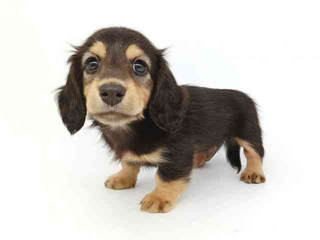 大阪府のミニチュアダックスフンド(ロング) (ひごペットフレンドリー泉ヶ丘店/2026年2月8日生まれ/男の子/ブラックタン)の子犬の3枚目の画像