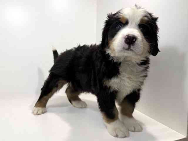 兵庫県のバーニーズマウンテンドッグ (ひごペットフレンドリーイトーヨーカドー明石店/2026年2月3日生まれ/女の子/ブラックラストホワイト)の子犬の3枚目の画像