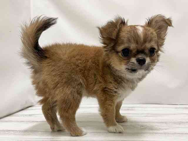 和歌山県のチワワ(ロング) (ひごペットフレンドリーパームシティ和歌山店/2026年2月8日生まれ/男の子/レッドホワイト)の子犬の3枚目の画像