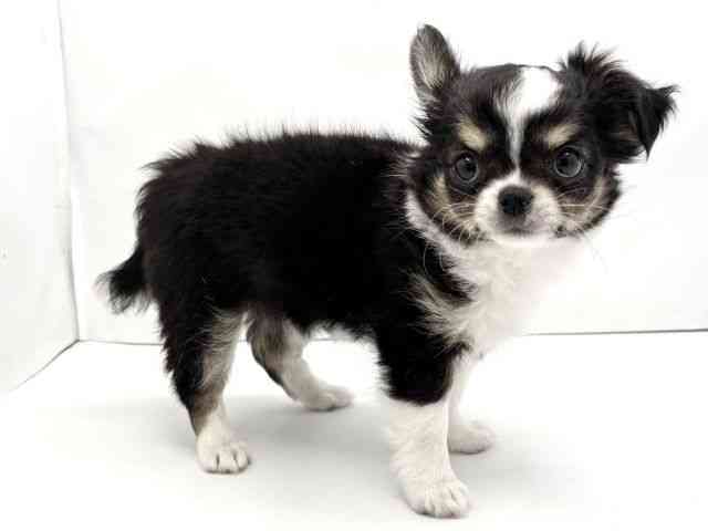 兵庫県のチワワ(ロング) (ひごペットフレンドリークラウンパーク伊丹店/2026年2月6日生まれ/女の子/トライカラー)の子犬の3枚目の画像