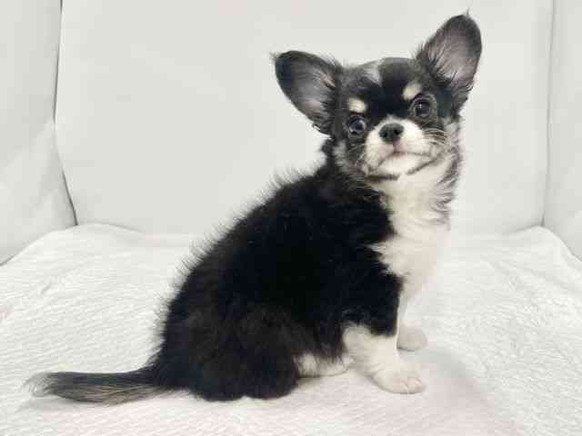 高知県のチワワ(ロング) (ひごペットフレンドリーイオンモール高知店/2026年2月4日生まれ/男の子/トライカラー)の子犬の3枚目の画像
