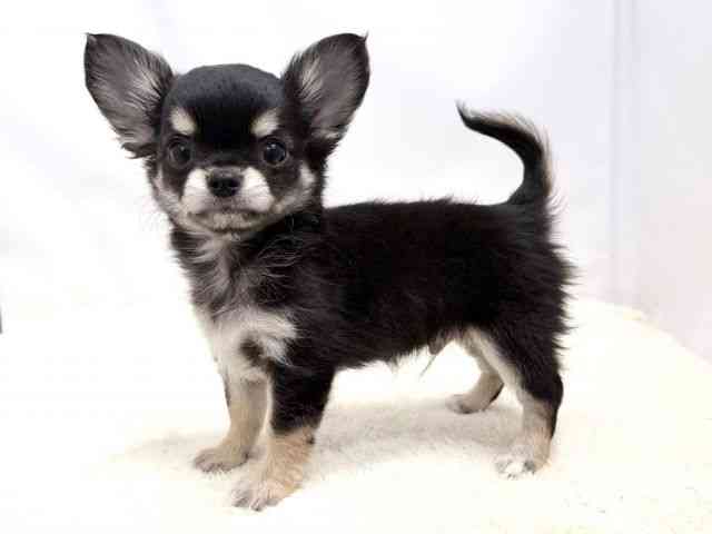 広島県のチワワ(ロング) (ひごペットフレンドリーゆめタウン廿日市店/2026年2月4日生まれ/男の子/トライカラー)の子犬の3枚目の画像