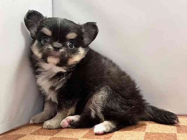 愛媛県のチワワ(ロング) (ひごペットフレンドリーエミフルMASAKI店/2026年2月7日生まれ/男の子/ブラッククリームホワイト)の子犬の3枚目の画像