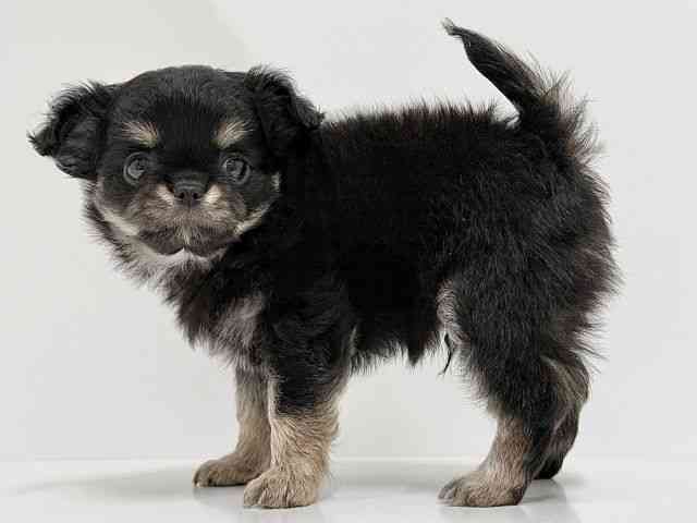 奈良県のチワワ(ロング) (ひごペットフレンドリーイオンモール橿原ウエスト・ビレッジ店/2026年2月7日生まれ/男の子/ブラッククリームホワイト)の子犬の3枚目の画像