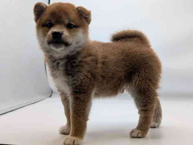 香川県の柴犬(標準サイズ) (ひごペットフレンドリーゆめタウン高松店/2026年2月9日生まれ/男の子/赤)の子犬の3枚目の画像