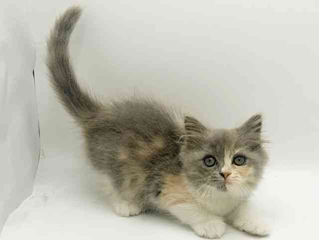 大阪府のスコティッシュフォールド (ひごペットフレンドリーみのおキューズモール店/2026年2月7日生まれ/女の子/ダイリュートキャリコ)の子猫の3枚目の画像