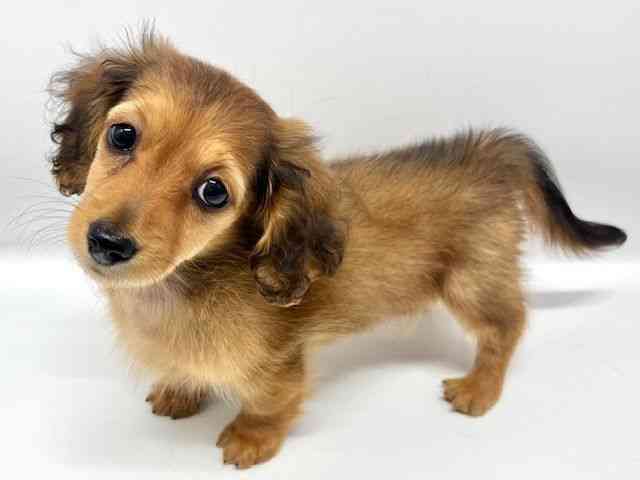 大阪府のミニチュアダックスフンド(ロング) (ひごペットフレンドリーイオンタウン豊中庄内店/2026年2月3日生まれ/女の子/レッド)の子犬の3枚目の画像