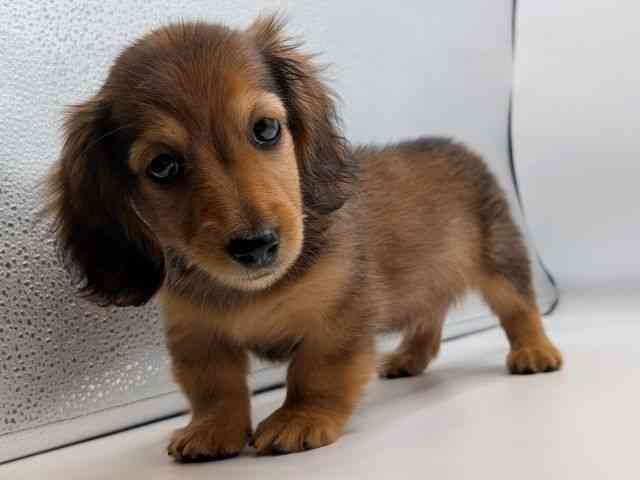 香川県のミニチュアダックスフンド(ロング) (ひごペットフレンドリーゆめタウン高松店/2026年2月3日生まれ/女の子/レッド)の子犬の3枚目の画像