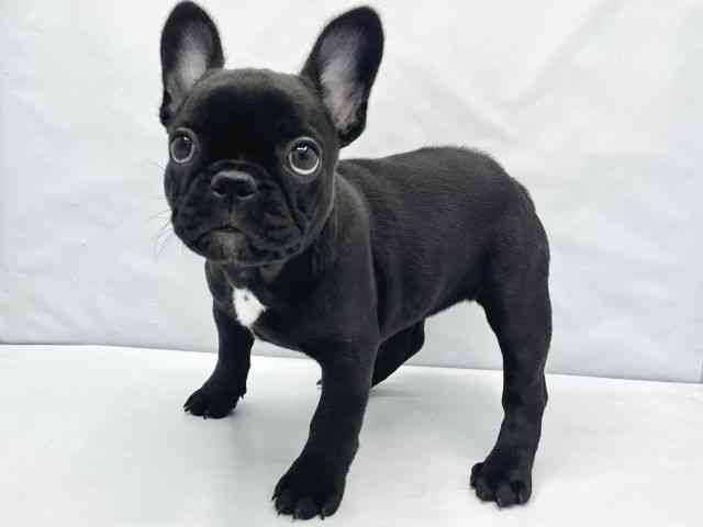 大阪府のフレンチブルドッグ (ひごペットフレンドリーイトーヨーカドー津久野店/2026年2月9日生まれ/女の子/ブリンドル)の子犬の3枚目の画像