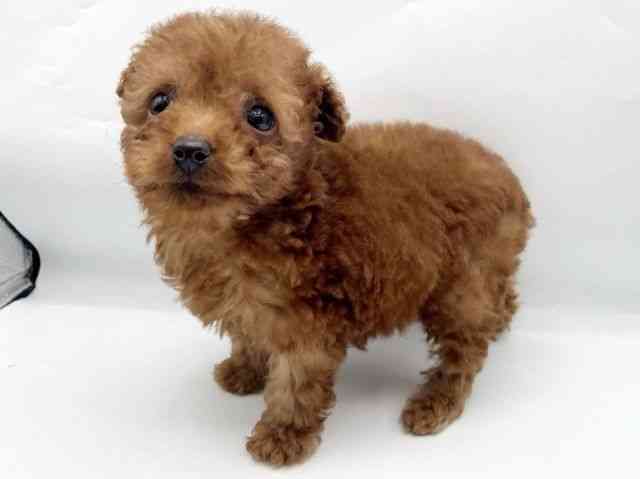 奈良県のトイプードル(トイ) (ひごペットフレンドリートナリエ大和高田店/2026年2月9日生まれ/男の子/レッド)の子犬の3枚目の画像