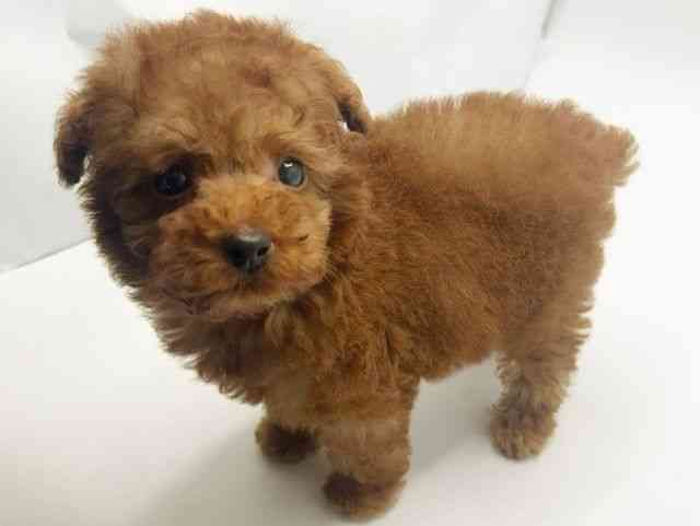 大阪府のトイプードル(トイ) (ひごペットフレンドリーみのおキューズモール店/2026年2月9日生まれ/男の子/レッド)の子犬の3枚目の画像