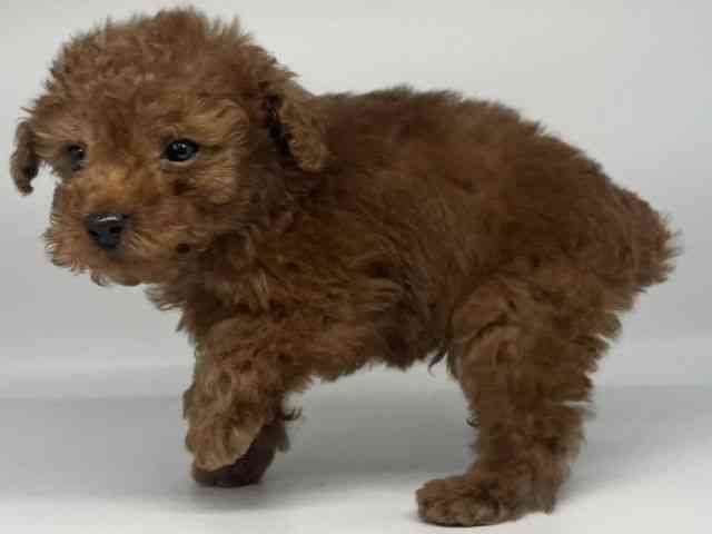 徳島県のトイプードル(トイ) (ひごペットフレンドリーゆめタウン徳島店/2026年2月9日生まれ/男の子/レッド)の子犬の3枚目の画像